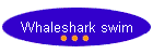 Whaleshark swim